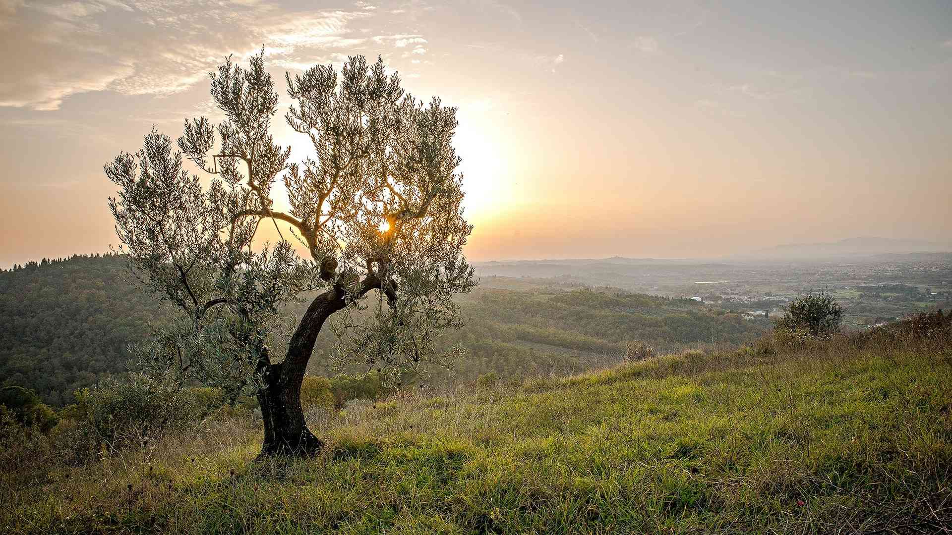Αγιος Δημήτριος Νότια Προάστια